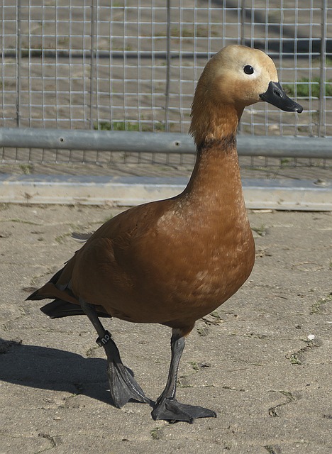 譬如